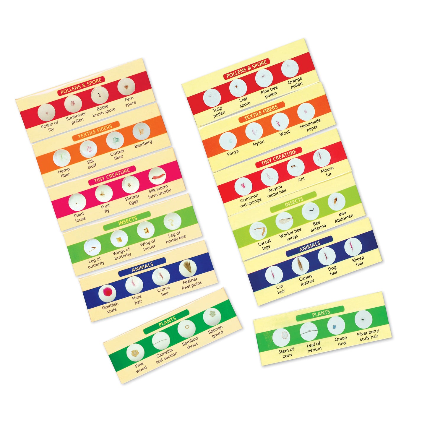 Prepared Slides Bundle: Set I & II, Pack of 12